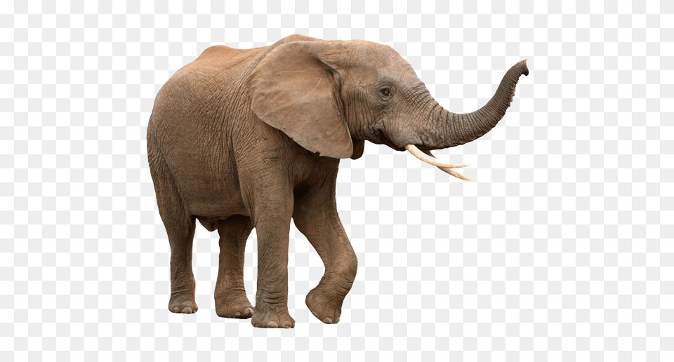 Animal, Elephant, Mammal, Wildlife Png Image