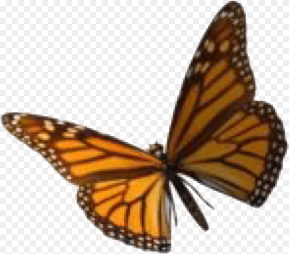 Animal, Butterfly, Insect, Invertebrate Png Image