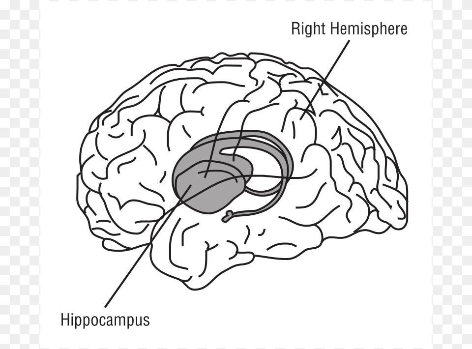 Image, Baby, Person, Diagram Png