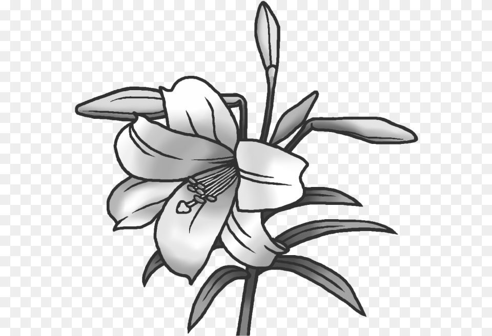 Image, Anther, Flower, Plant, Lily Free Transparent Png