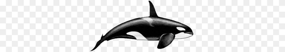 Image, Animal, Sea Life, Mammal, Orca Free Transparent Png