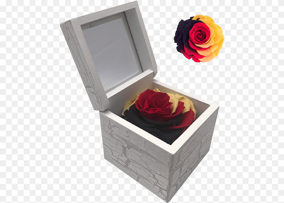 Image, Box, Flower, Plant, Rose Free Transparent Png