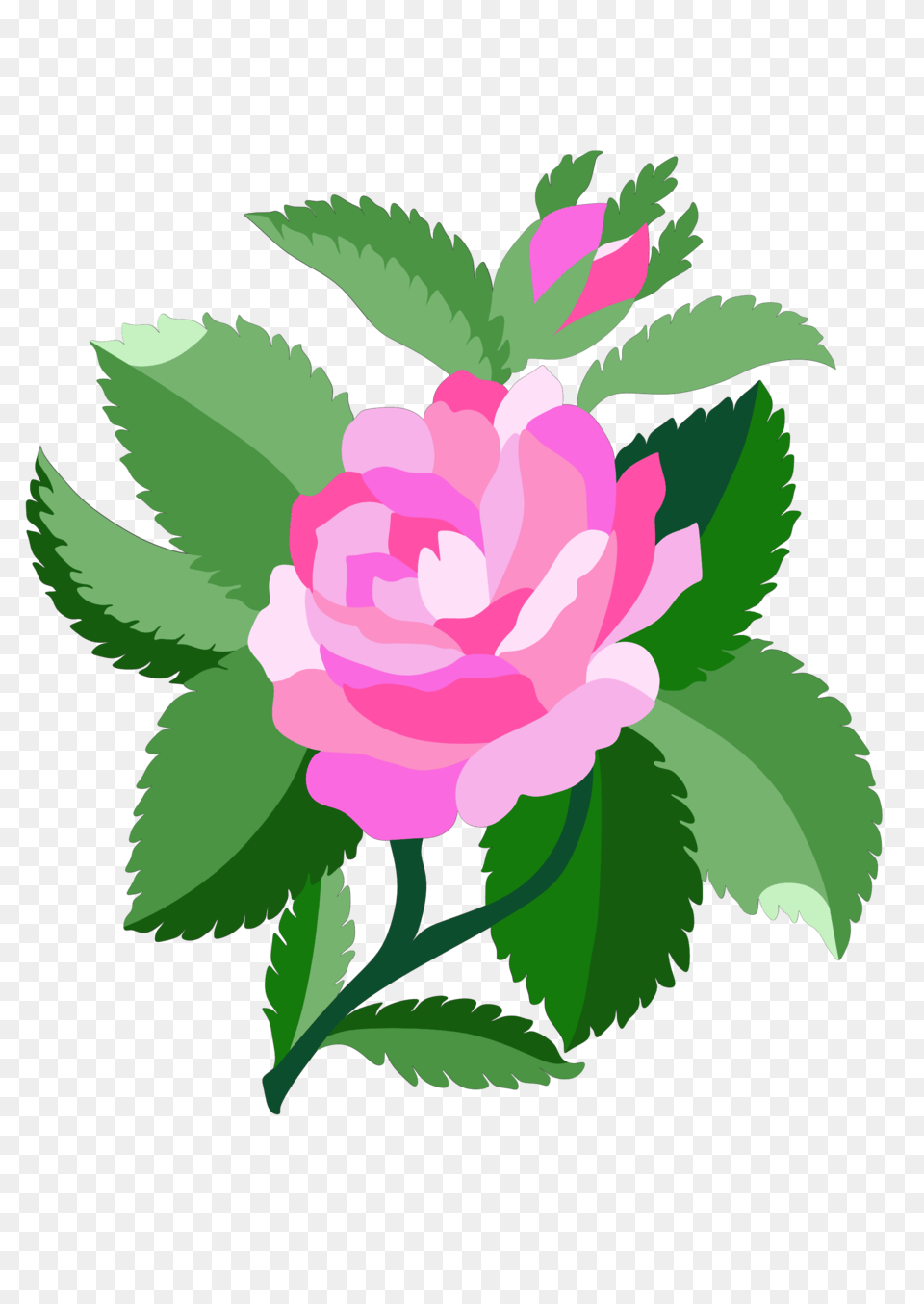 Flower, Plant, Rose, Carnation Png Image