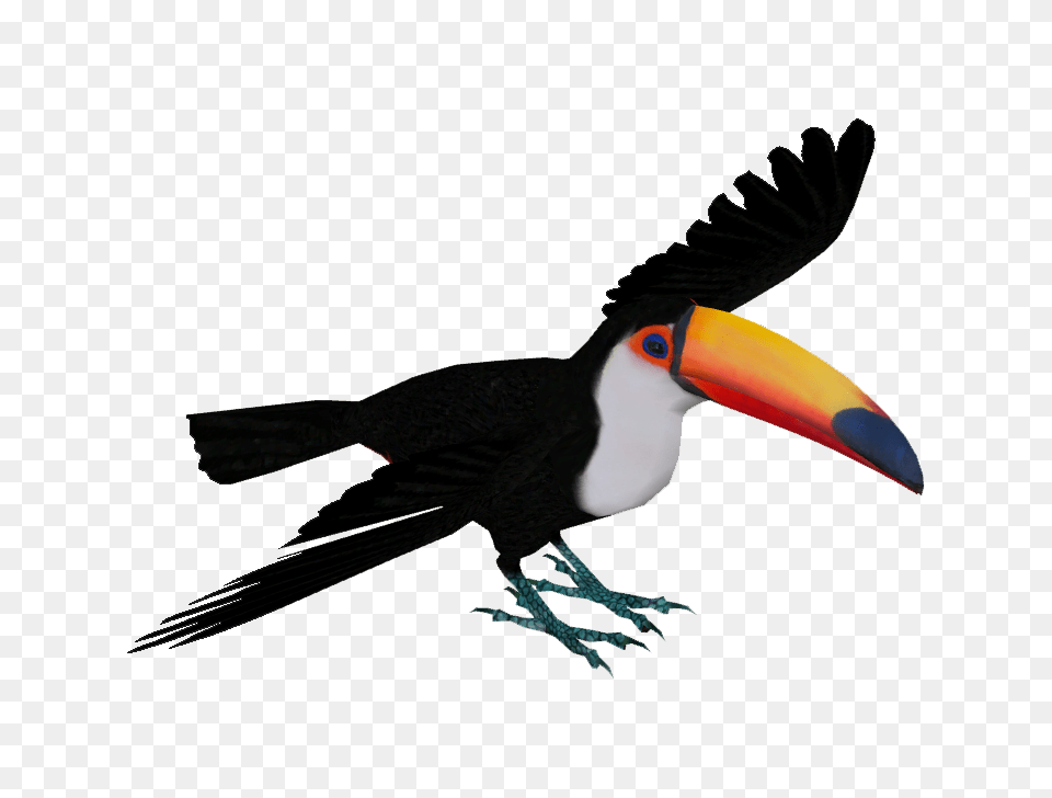 Animal, Beak, Bird, Toucan Png Image