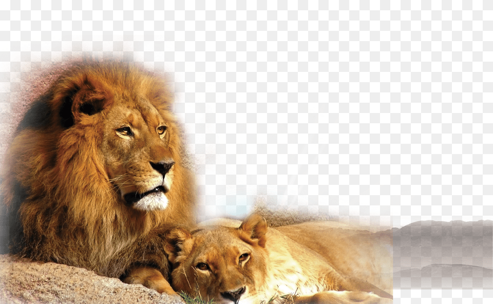 Image, Animal, Lion, Mammal, Wildlife Free Transparent Png