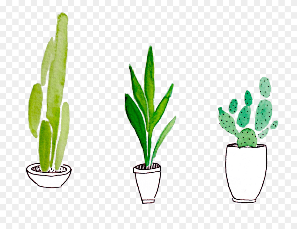 Image, Leaf, Plant, Potted Plant, Cactus Free Png Download