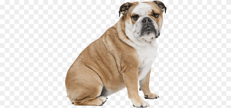 Image, Animal, Bulldog, Canine, Dog Free Png Download