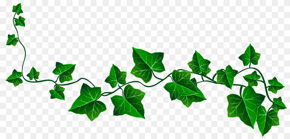 Image, Green, Ivy, Leaf, Plant Free Png Download