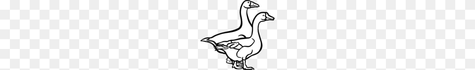 Image, Animal, Bird, Goose, Waterfowl Free Transparent Png