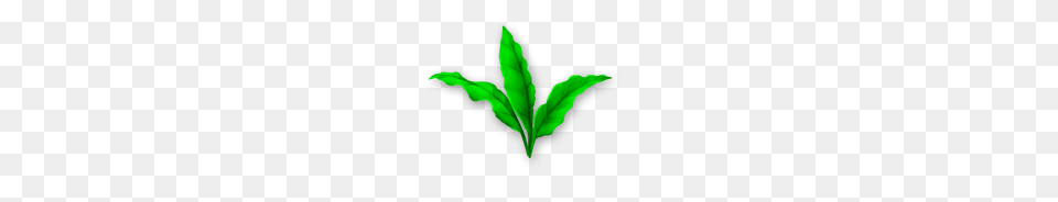 Image, Green, Leaf, Plant, Person Free Png Download