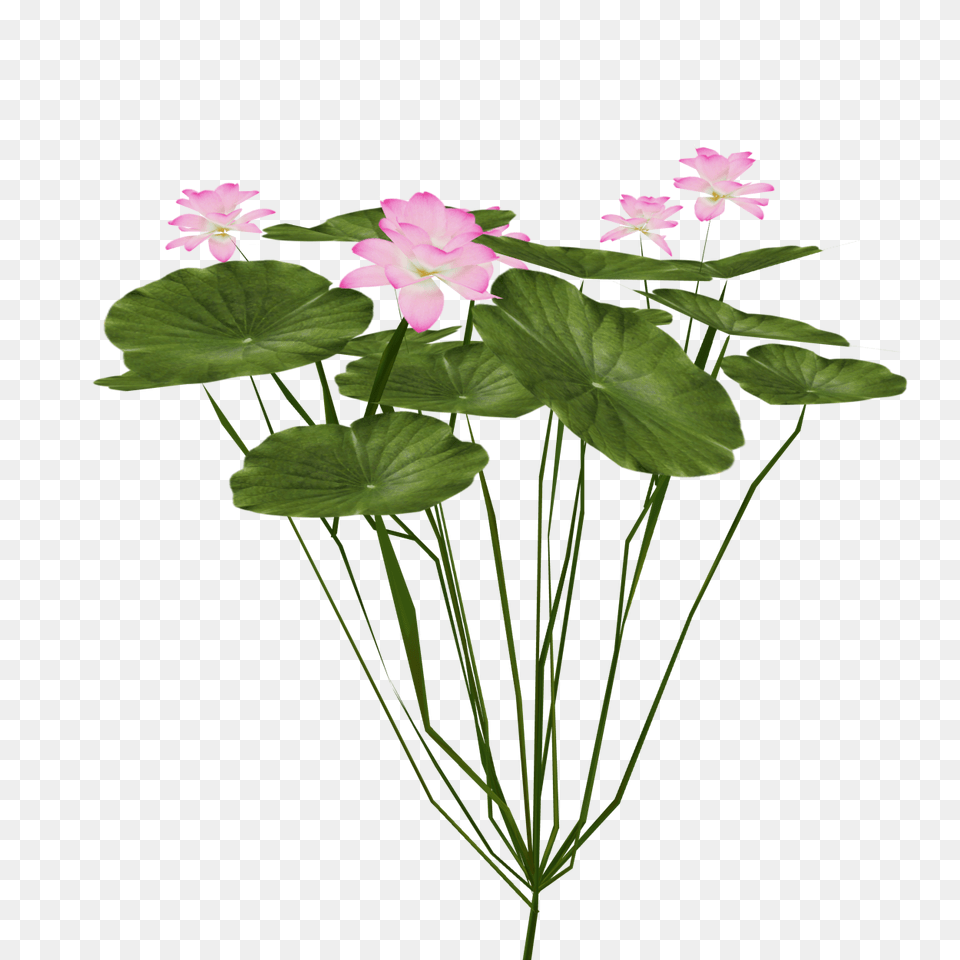 Image, Flower, Geranium, Leaf, Plant Free Png Download