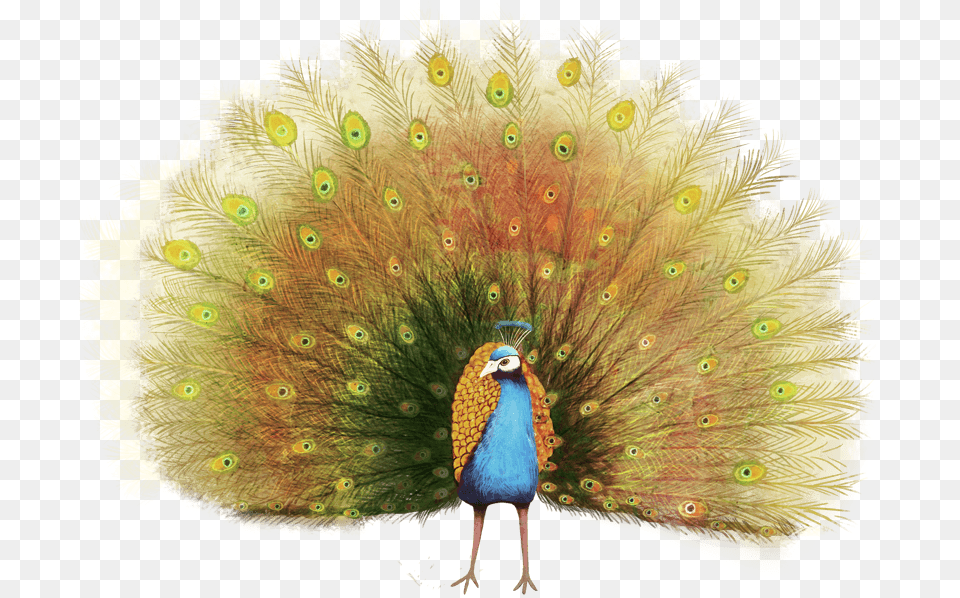 Image, Animal, Bird, Peacock Png