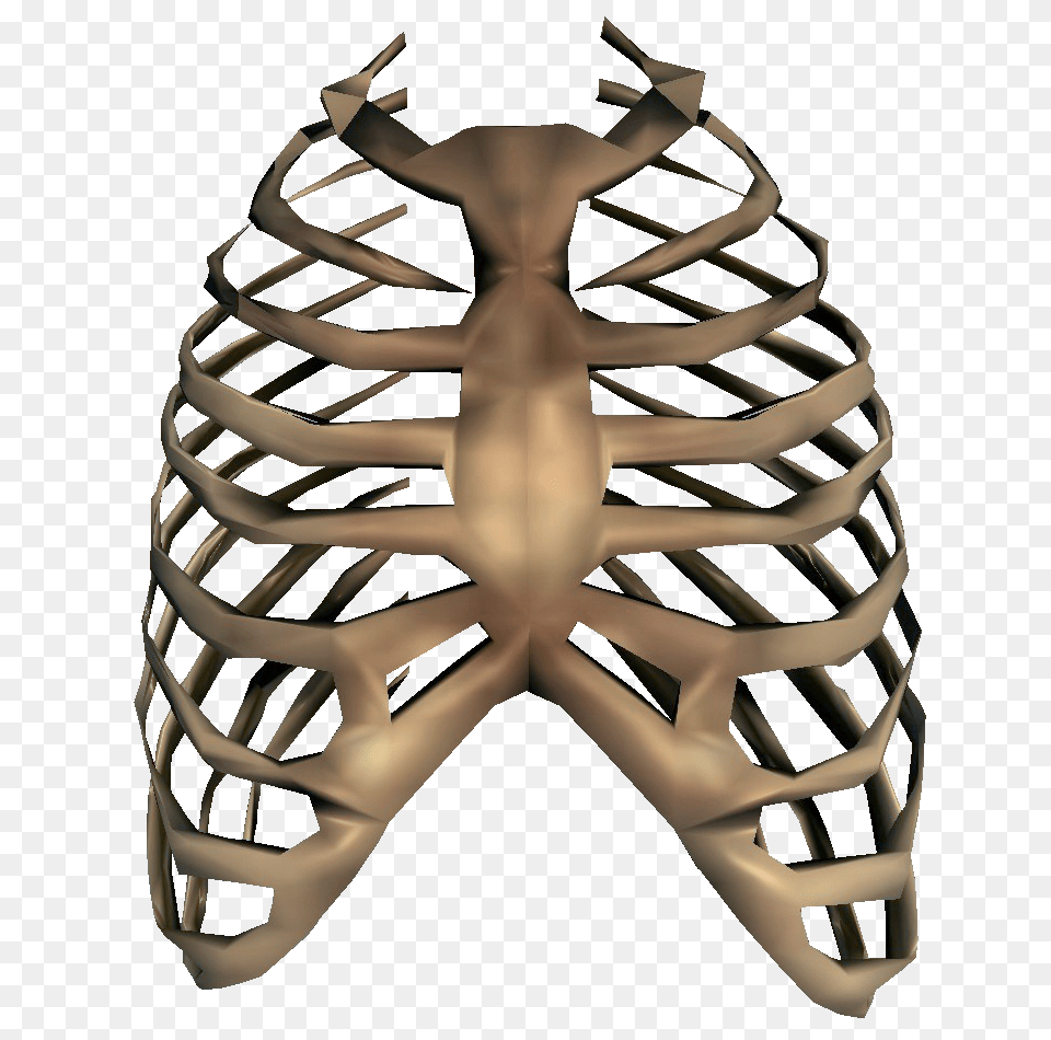 Image, Body Part, Person, Torso, Ct Scan Free Transparent Png