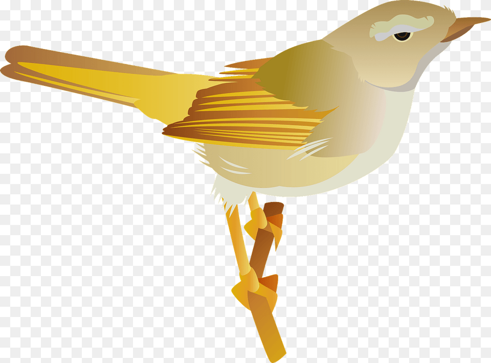 Image, Animal, Bird, Finch, Wren Free Png