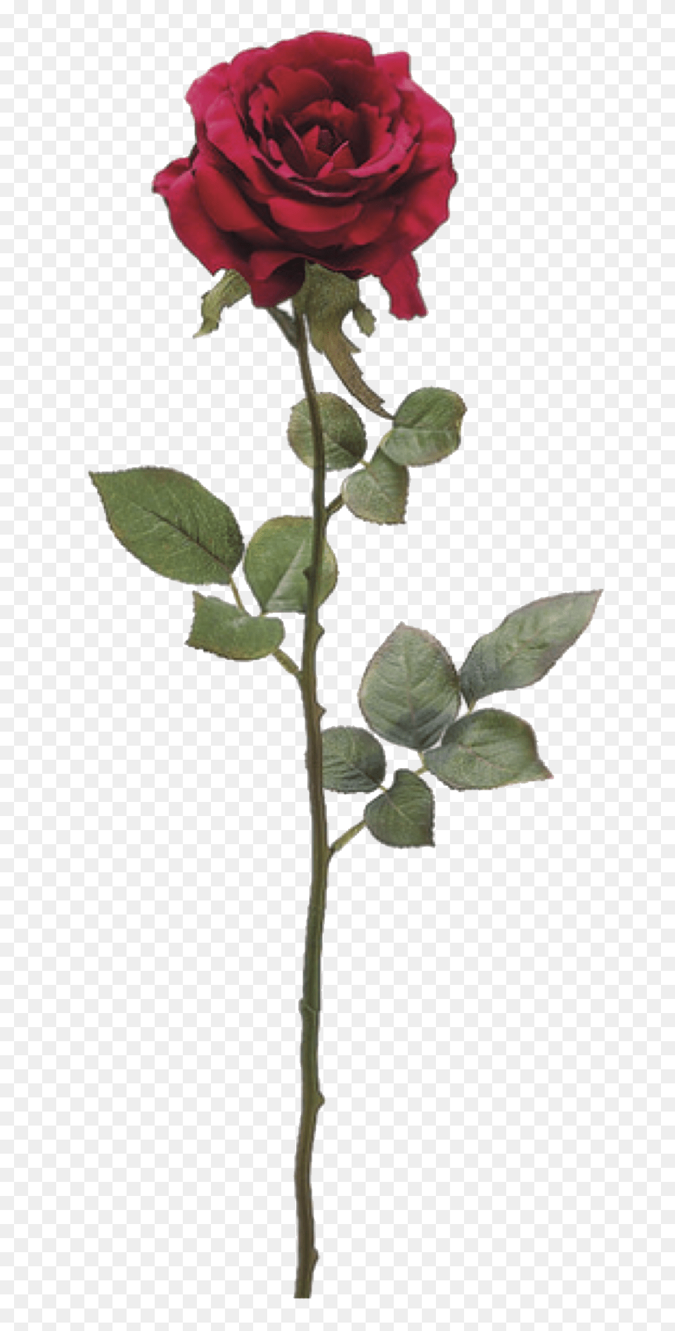 Flower, Plant, Rose Png Image