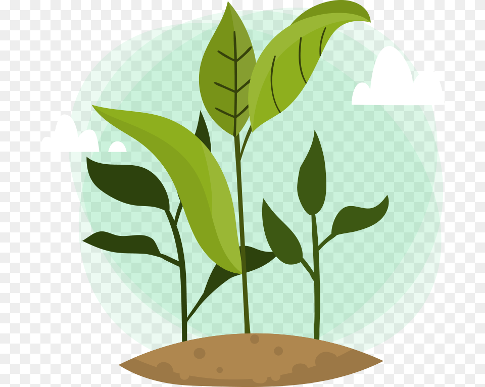 Leaf, Plant, Green, Vegetation Png Image