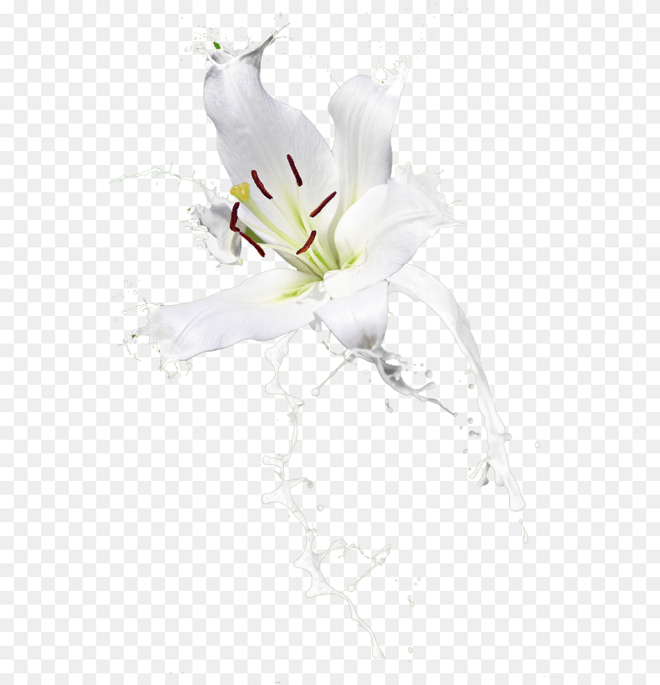 Flower, Plant, Pollen, Anther Png Image