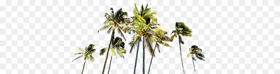 Image, Plant, Palm Tree, Tree, Summer Free Transparent Png