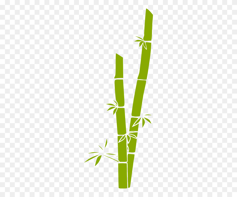 Image, Bamboo, Plant Png