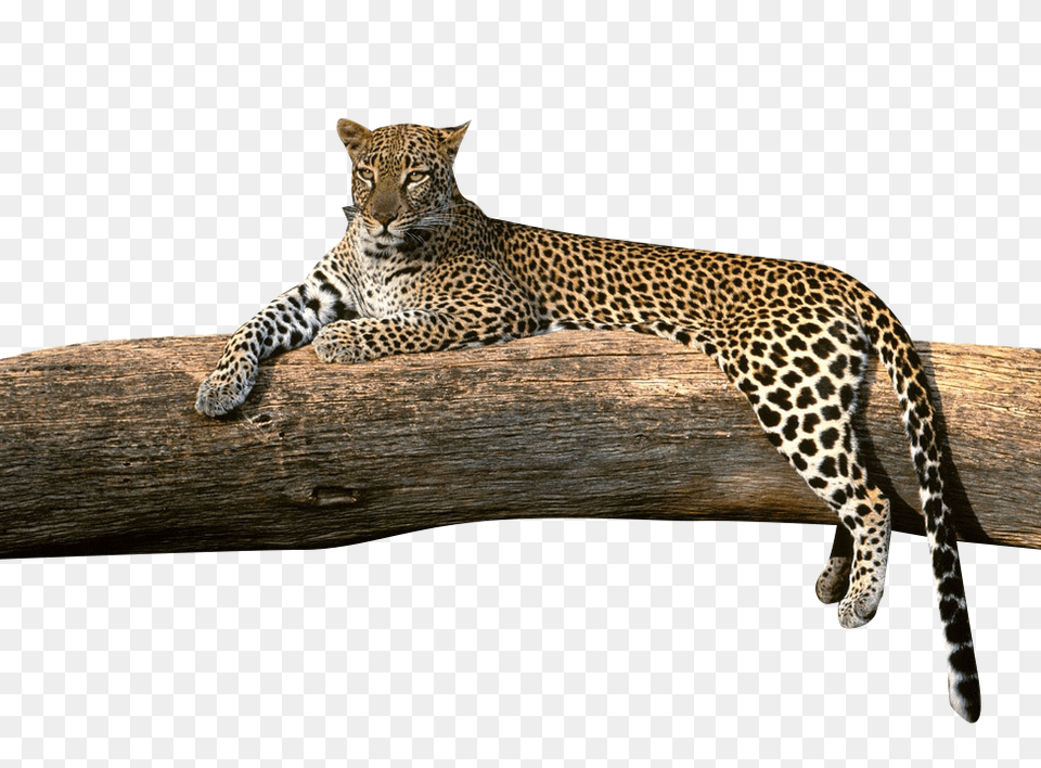 Image, Animal, Mammal, Panther, Wildlife Png