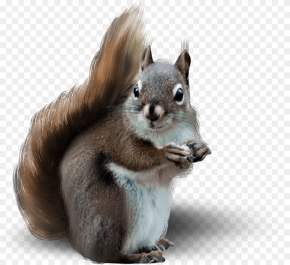 Animal, Mammal, Rodent, Squirrel Png Image