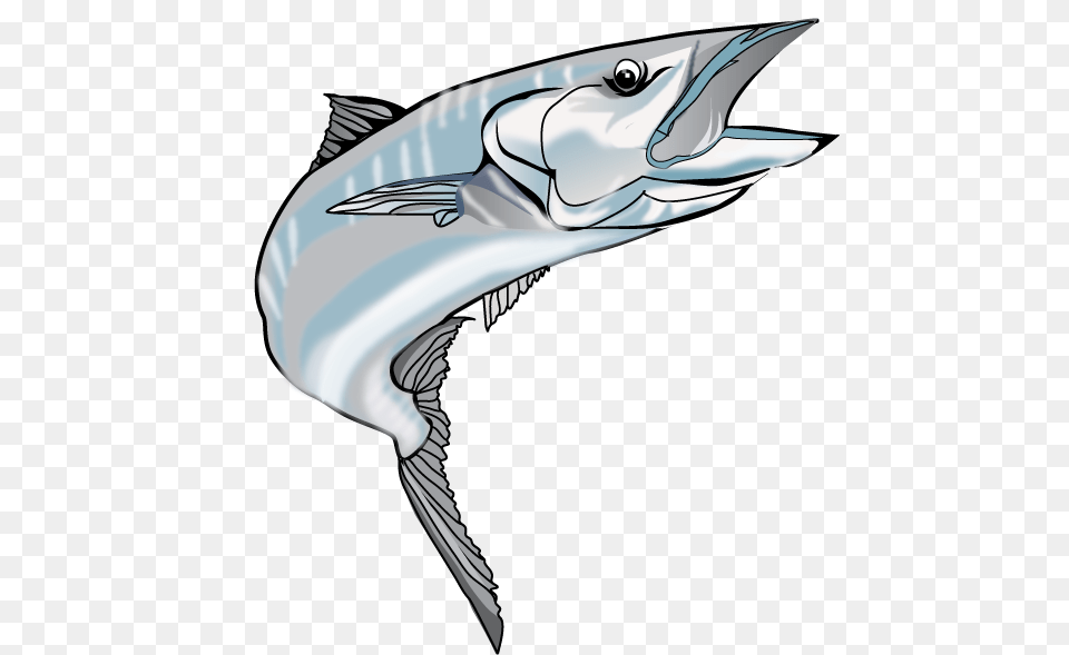 Image, Animal, Sea Life, Fish, Tuna Free Transparent Png