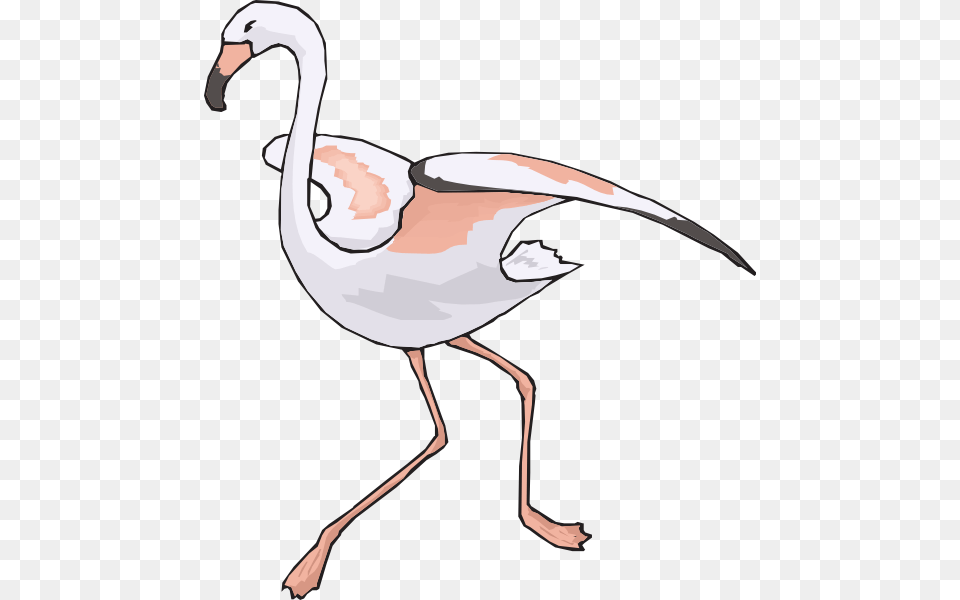 Image, Animal, Bird, Flamingo, Waterfowl Free Transparent Png