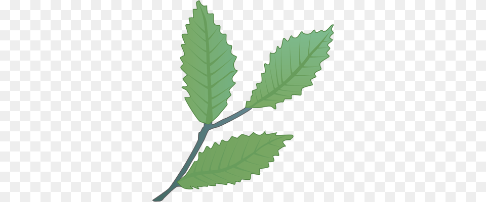 Image, Leaf, Plant, Tree, Herbs Free Png Download