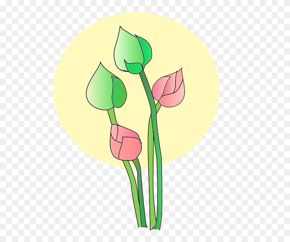 Image, Flower, Plant, Petal, Tulip Png