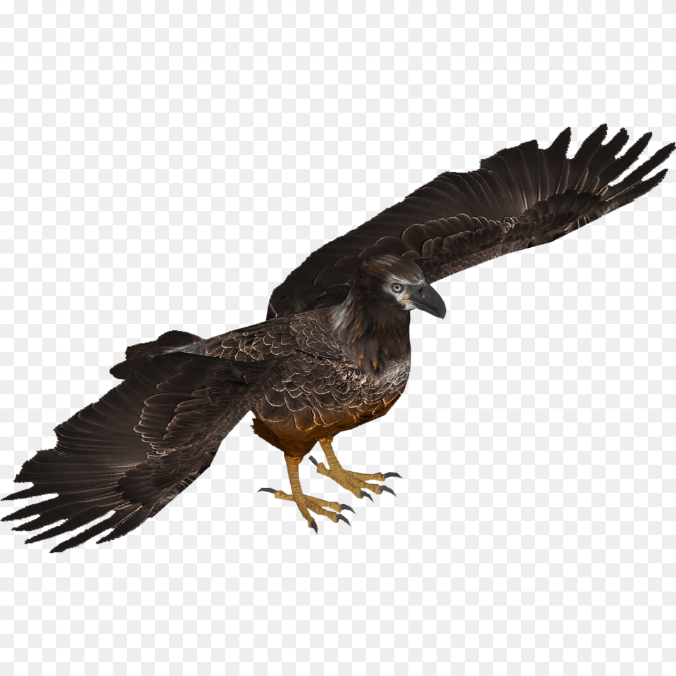 Image, Animal, Bird, Vulture, Hawk Free Transparent Png