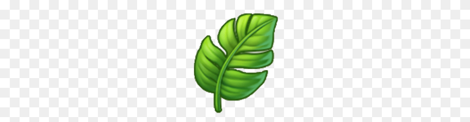 Image, Leaf, Plant Png