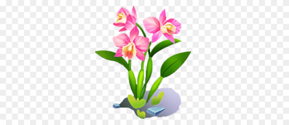 Flower, Plant, Orchid, Flower Arrangement Png Image