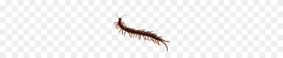 Animal, Insect, Invertebrate Png Image