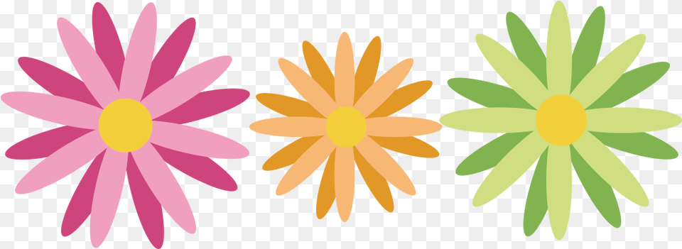 Image, Daisy, Flower, Plant, Petal Png