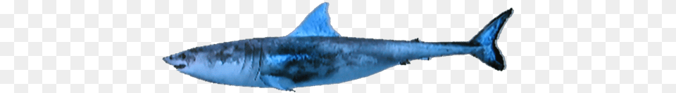 Image, Animal, Sea Life, Fish, Shark Free Transparent Png