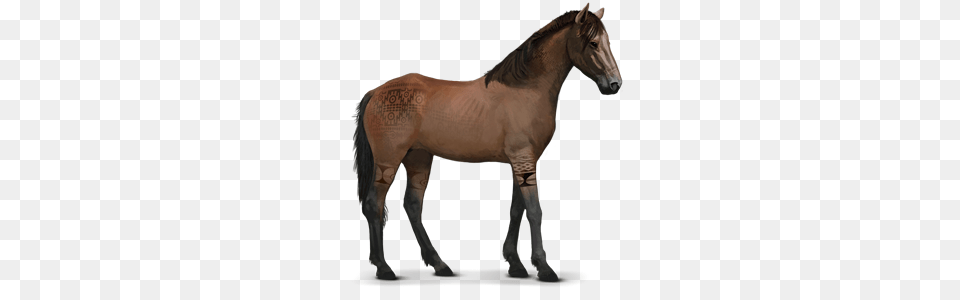 Animal, Mammal, Colt Horse, Horse Png Image