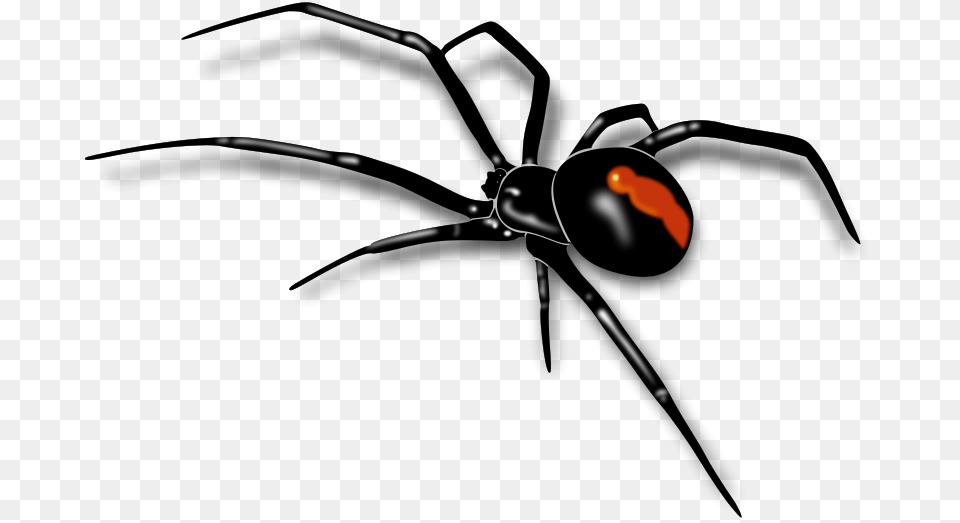 Image, Animal, Invertebrate, Spider, Black Widow Free Transparent Png