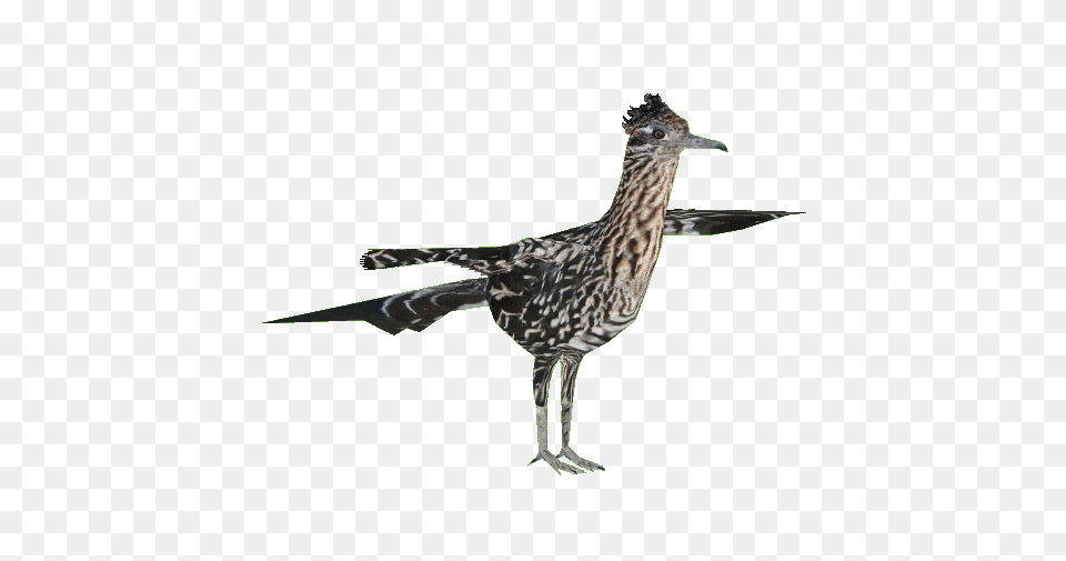 Image, Animal, Beak, Bird Png