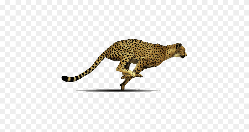 Image, Animal, Cheetah, Mammal, Wildlife Free Png Download