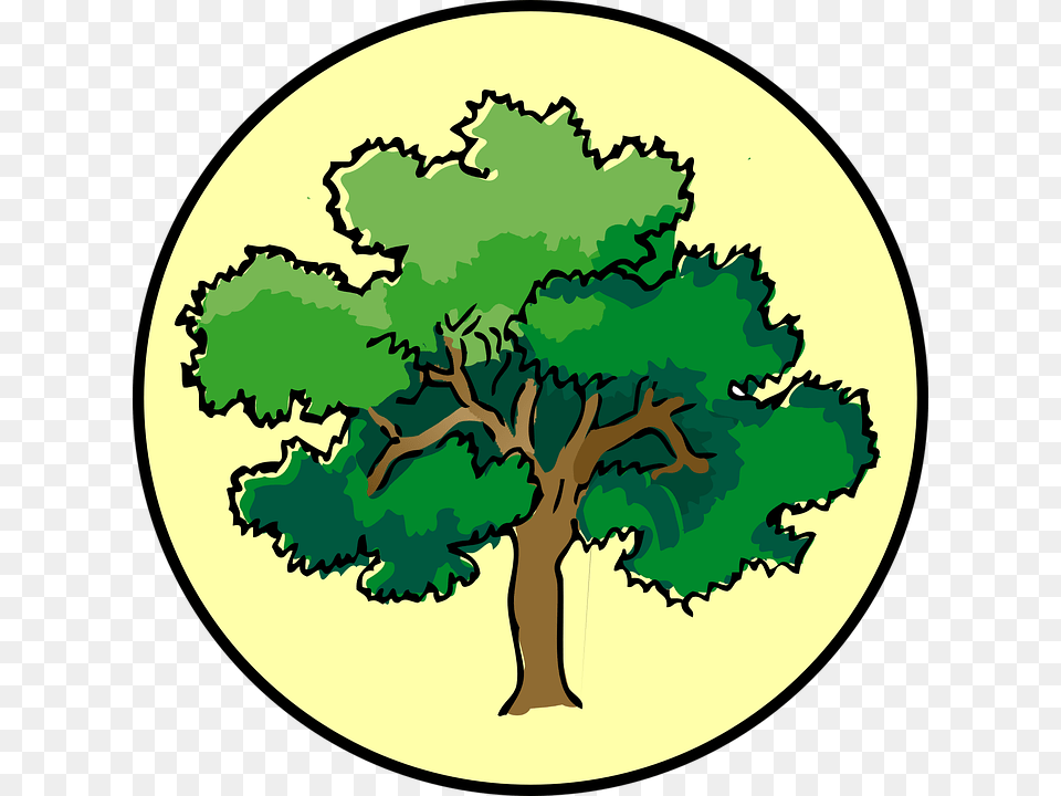 Image, Oak, Plant, Sycamore, Tree Free Png