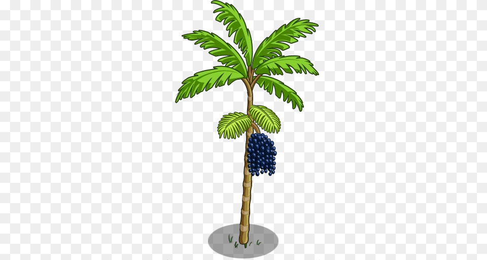 Image, Palm Tree, Plant, Tree, Food Free Transparent Png