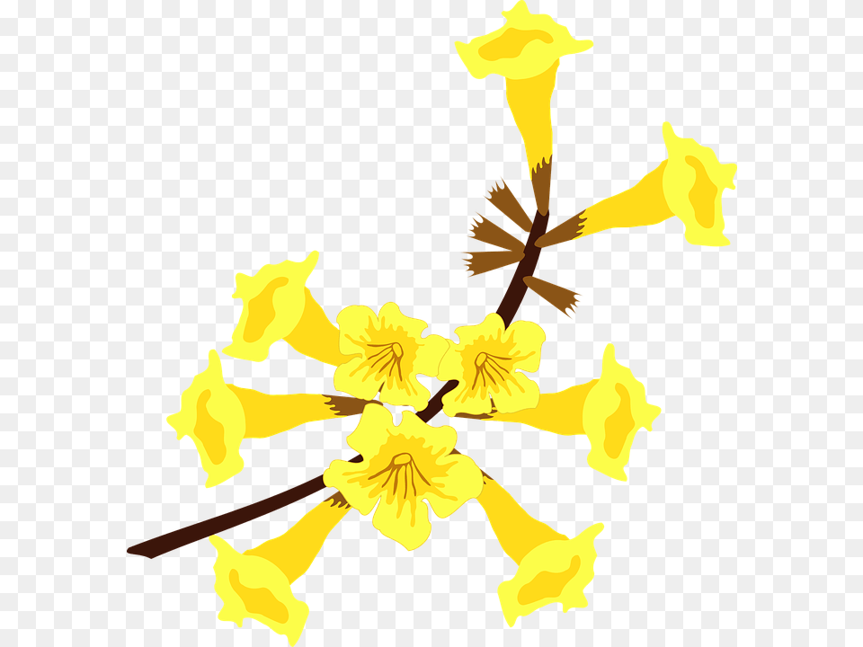 Image, Flower, Petal, Plant, Daffodil Png