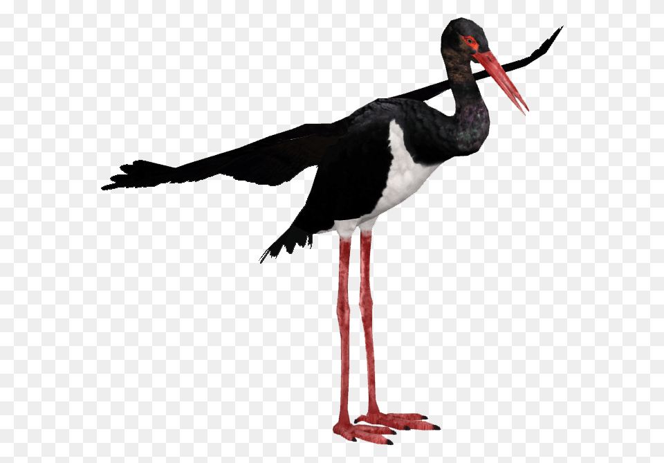 Image, Animal, Bird, Stork, Waterfowl Free Png
