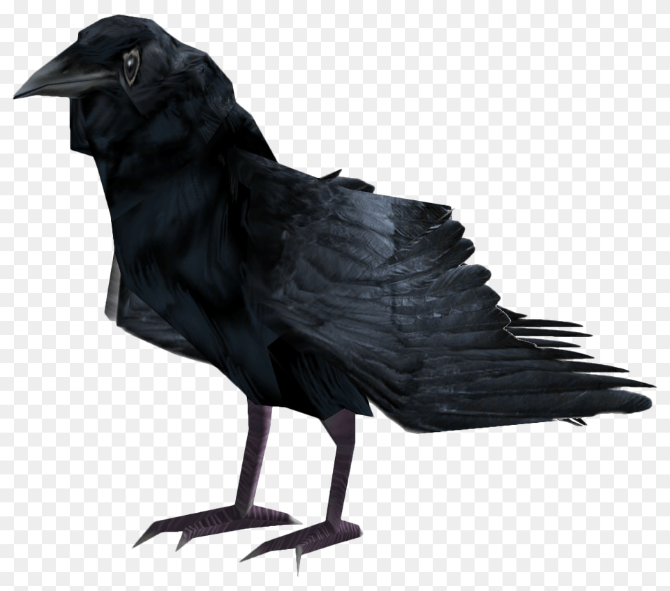 Image, Animal, Bird, Crow, Blackbird Free Png