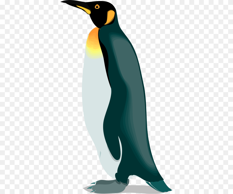 Animal, Bird, King Penguin, Penguin Png Image