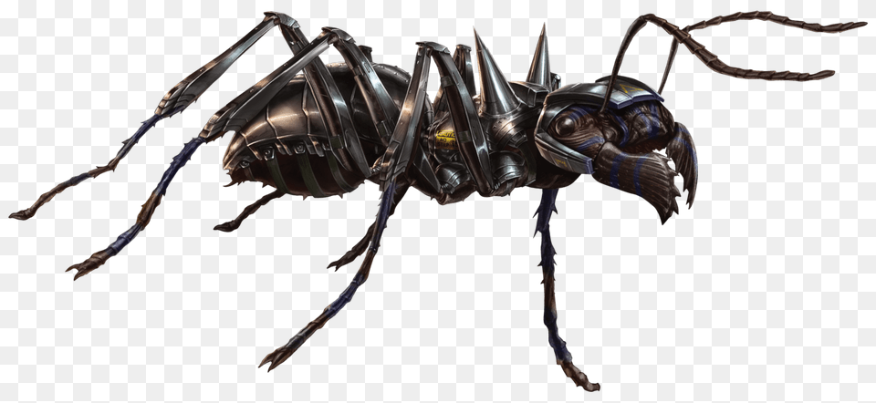 Image, Animal, Ant, Insect, Invertebrate Free Transparent Png