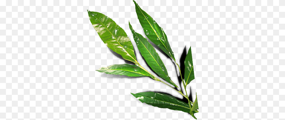 Image, Leaf, Plant, Tree, Annonaceae Free Transparent Png