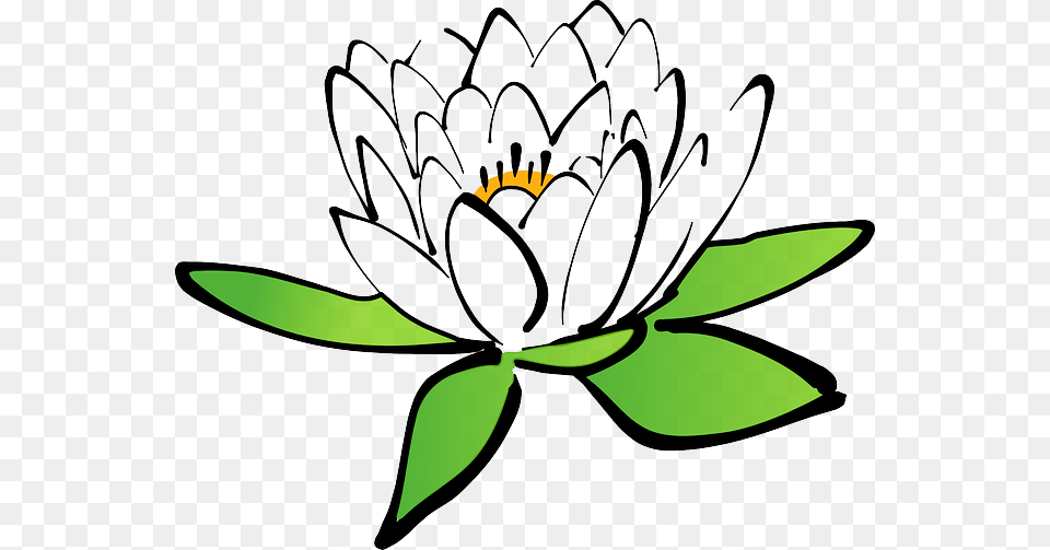 Image, Flower, Plant, Lily, Daisy Free Png