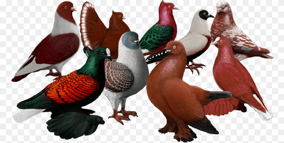 Image, Animal, Bird, Beak, Art Free Transparent Png