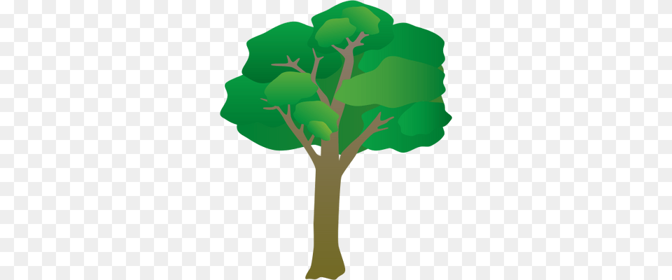 Plant, Tree, Vegetation, Green Png Image